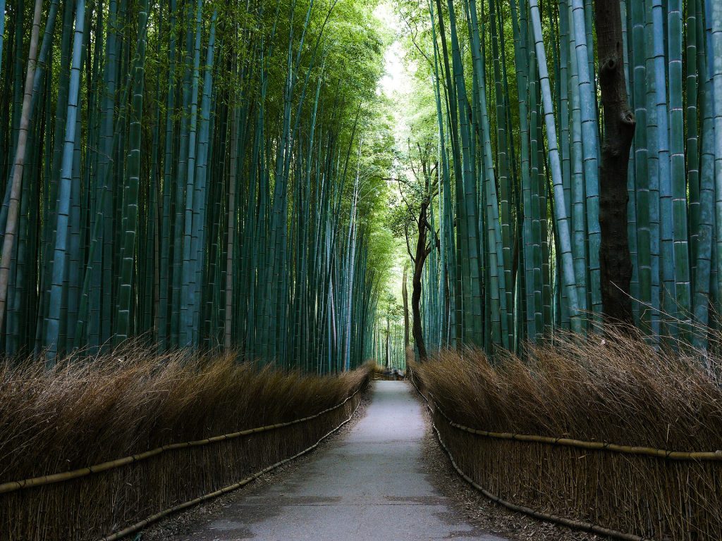 bamboo-path