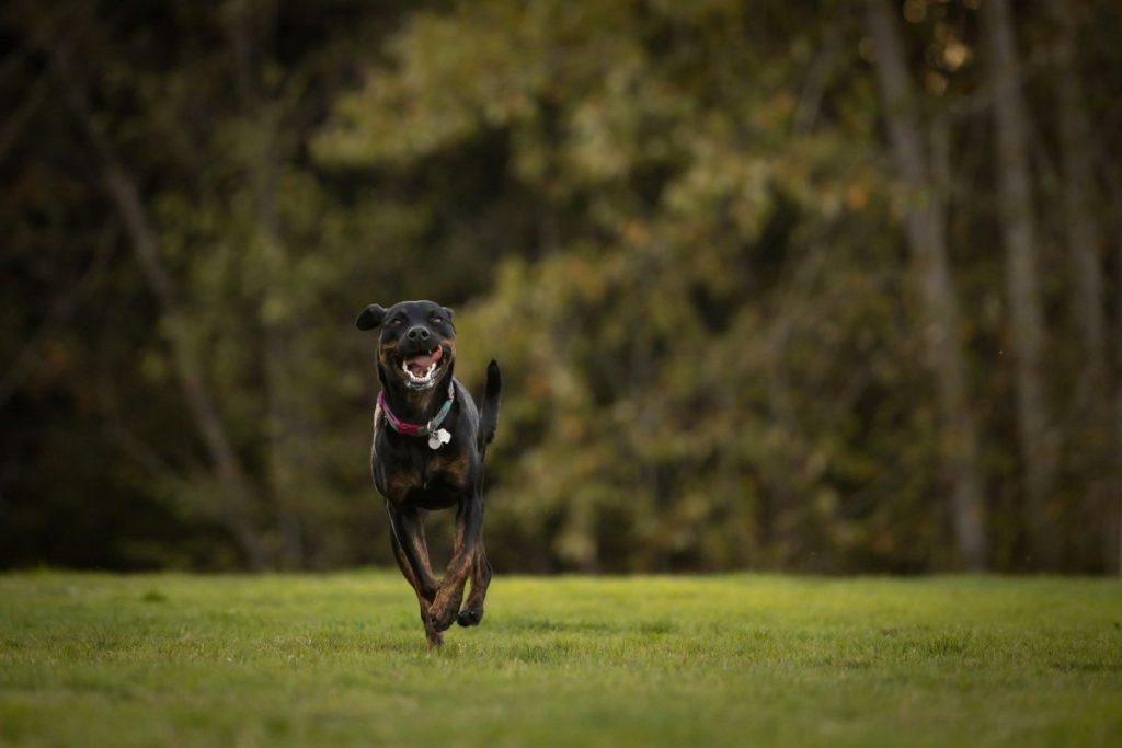 FIELD PORT DOG RUN