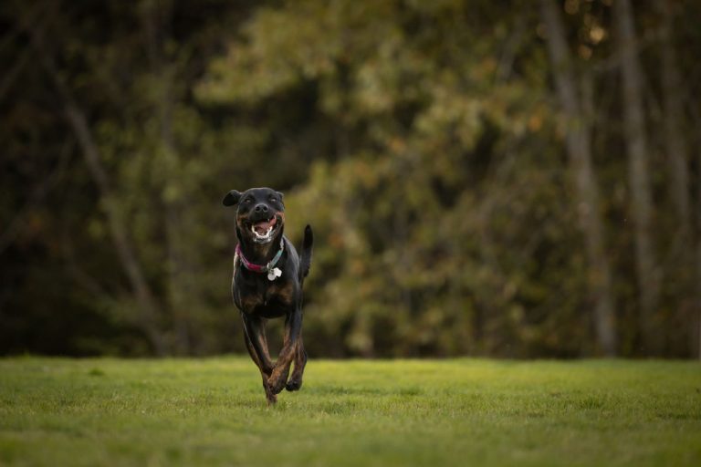 FIELD PORT DOG RUN