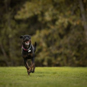 FIELD PORT DOG RUN