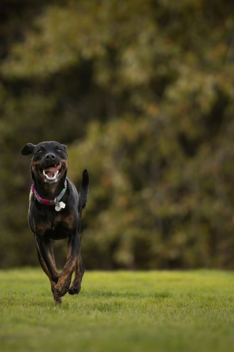 FIELD PORT DOG RUN の投稿